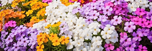 Summer Flowers Panorama: Colorful Flower Bed of Phlox and Marigold Blooms in Urban Landscape Design. Bright Summer Flowers Blossoming
