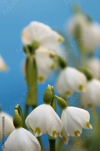 Fototapeta Naklejka Na Ścianę i Meble -  white spring flowers, spring, spring snowdrops, happy spring day, for international women s day, on a blue plain background, isolated
