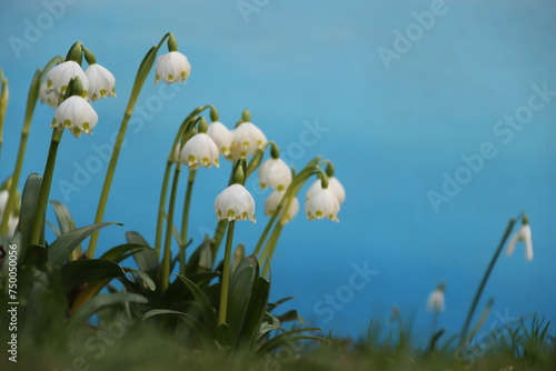 spring, spring snowdrops, happy spring day, for international women s day, on a blue plain background, isolated