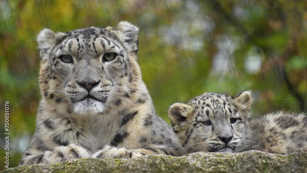 Close view of female and baby snow leopards resting together with view from below.
Close view of female and baby snow leopards resting together with view from below.