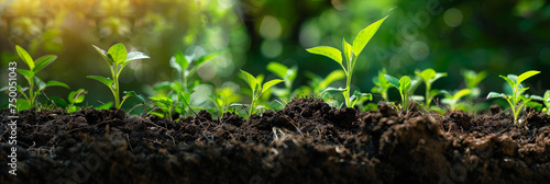 Beneath the surface, a myriad of soil microorganisms teem with life, breaking down organic matter and enriching the soil for healthy plant growth in sustainable farming methods. photo