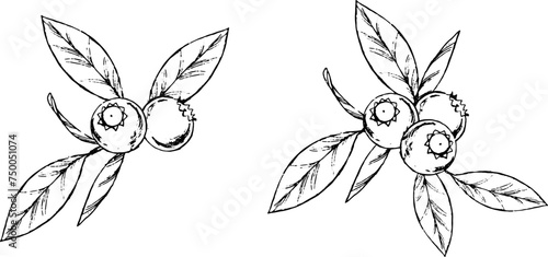 ペンで描いたブルーベリーのイラスト