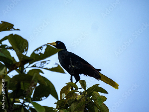 Crested Oropendola, Psarocolius decumanus, sits high in a tree and observes the surroundings. Colombia photo