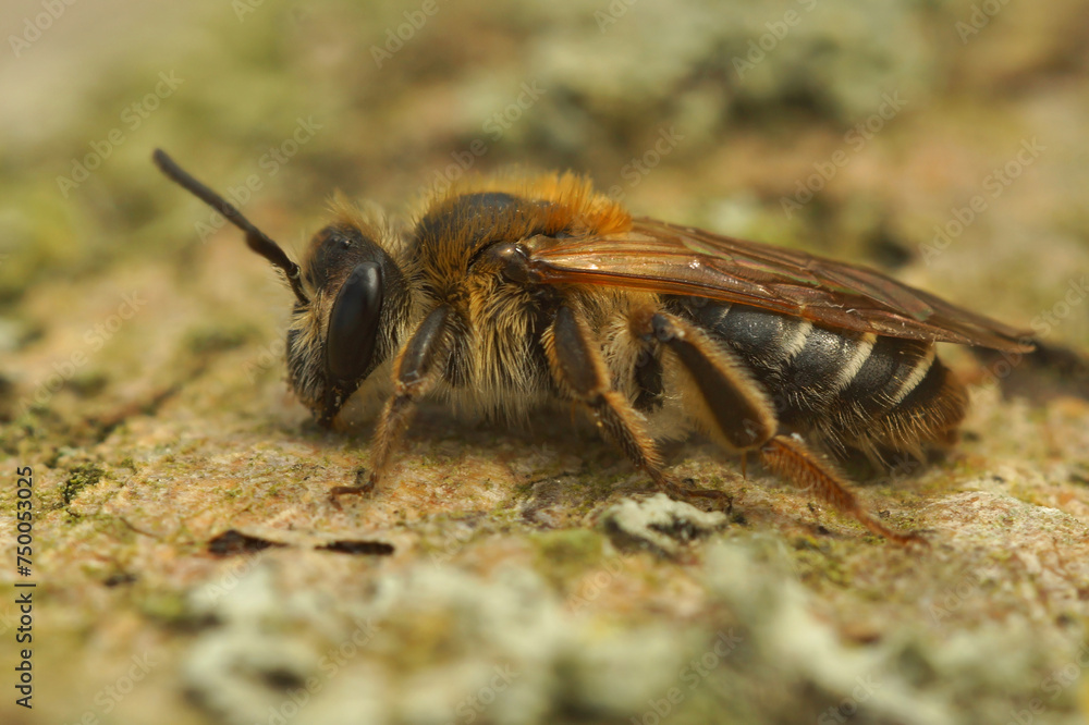 Closeup on a female Short-fringed Mining Bee, Andrena dorsata on wood Closeup on a female Short-fringed Mining Bee, Andrena dorsata on wood