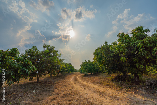 Fototapeta Naklejka Na Ścianę i Meble -  View of the mango orchard with beautiful sunlight.