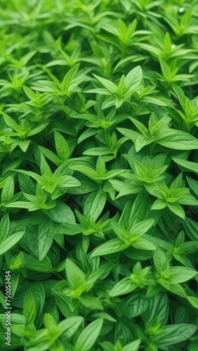 Close up of bunch of green leaves. Leaves are fresh and vibrant  and they are arranged in way that makes them look like they are growing together.Concept of growth and vitality background. Copy space.