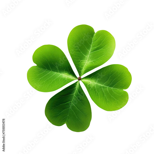 Four-leaf Clover Close-up with Vivid Green Leaves Isolated on White, Concept of Luck and St. Patrick's Day