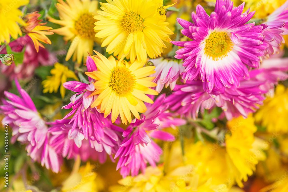 Floral background; yellow and purple chrysanthemums flowers Floral background; yellow and purple chrysanthemums flowers