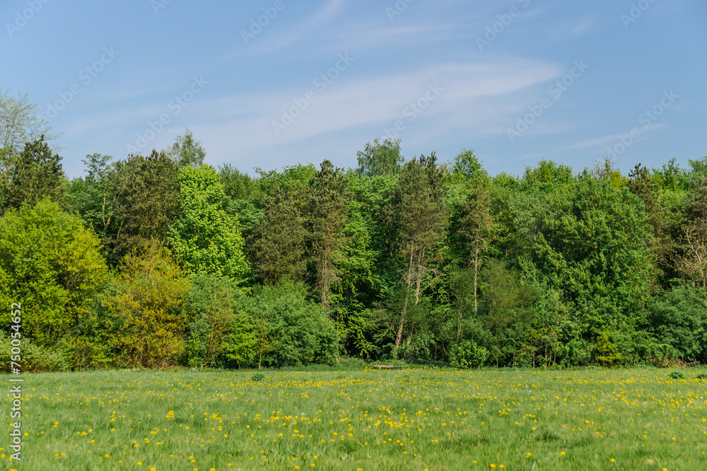 View of a forest behind a flower meadow with fresh greenery. View of a forest behind a flower meadow with fresh greenery.