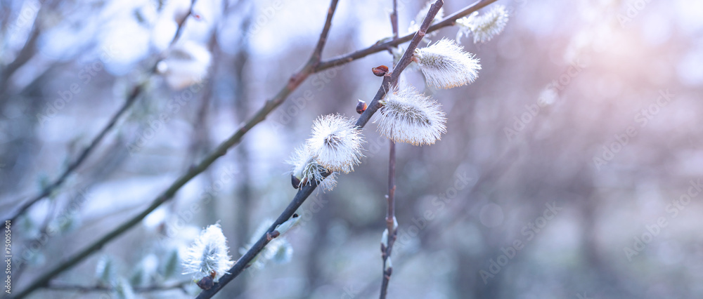 Natural Spring background with pussy-willow branch with catkins