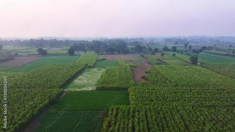Aerial view of an organic farm with multiple variety of crops in an organic farm at dusk in Uttar Pradesh, India. Drone shot of organic farmlands in India at sunrise or sunset Aerial view of an organic farm with multiple variety of crops in an organic farm at dusk in Uttar Pradesh, India. Drone shot of organic farmlands in India at sunrise or sunset