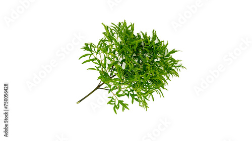 Green leaf Polyscias texture photo