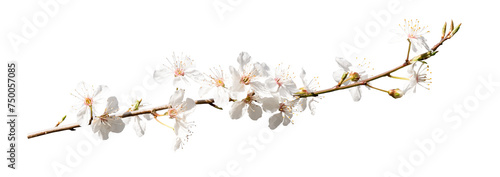 Cherry blossom flower in blooming with branch isolated, White Spring Sakura flower
