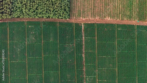 Aerial drone topdown view over farmland showing beautiful texture of green crops of sugarcane, wheat and vegetables in Uttar Pradesh, India