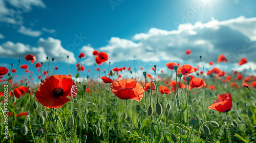 poppy field and blue sky © Olha