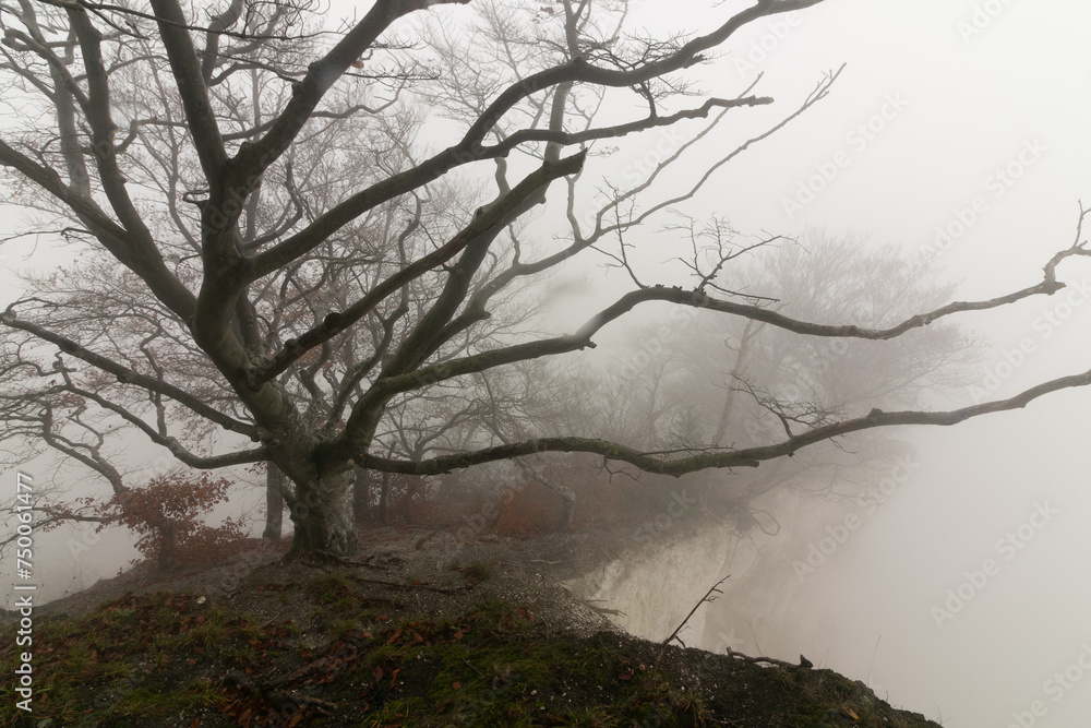 Baum ohne Blätter im Nebel an der Kreideküste. Baum ohne Blätter im Nebel an der Kreideküste.