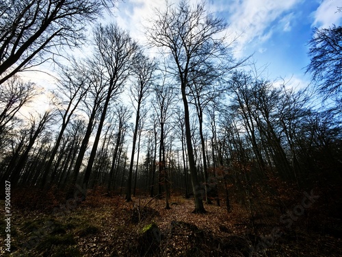 sunset in the forest