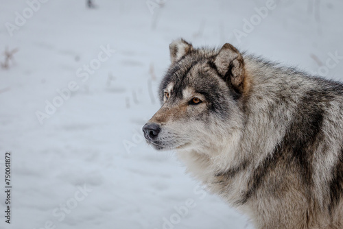 Wolf dog gazing to left, headshot with tip of left ear missing, standing in the snow. © Laurie