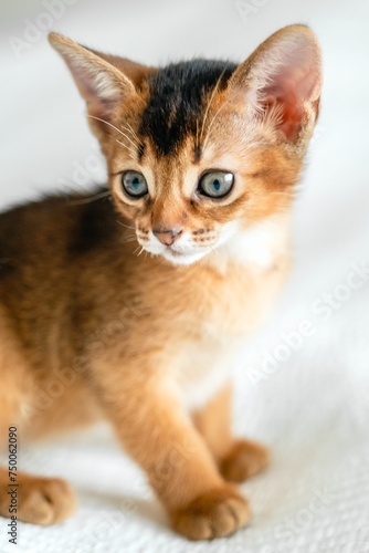 Small little newborn kitty, wild-colored kitten of Abyssinian cat breed on soft white blanket playing in bed. Funny fur fluffy kitty at home. Cute pretty brown red pet pussycat, gray eyes