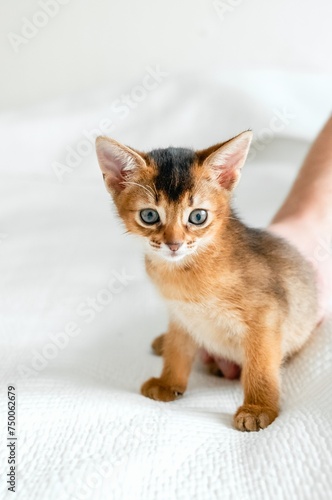 Small little newborn kitty, wild-colored kitten of Abyssinian cat breed on soft white blanket playing in bed. Funny fur fluffy kitty at home. Cute pretty brown red pet pussycat, gray eyes