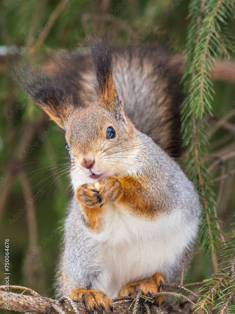 Obraz premium The squirrel with nut sits on tree in the winter or late autumn