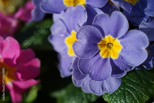 Close-up from a blue Primrose Primula Vulgaris 
