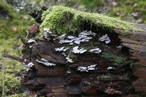 Postia floriformis, a polypore growing on spruce stump in Finland, no common English name photo