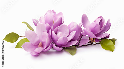 Purple magnolia flower Magnolia Felix isolated © doly dol