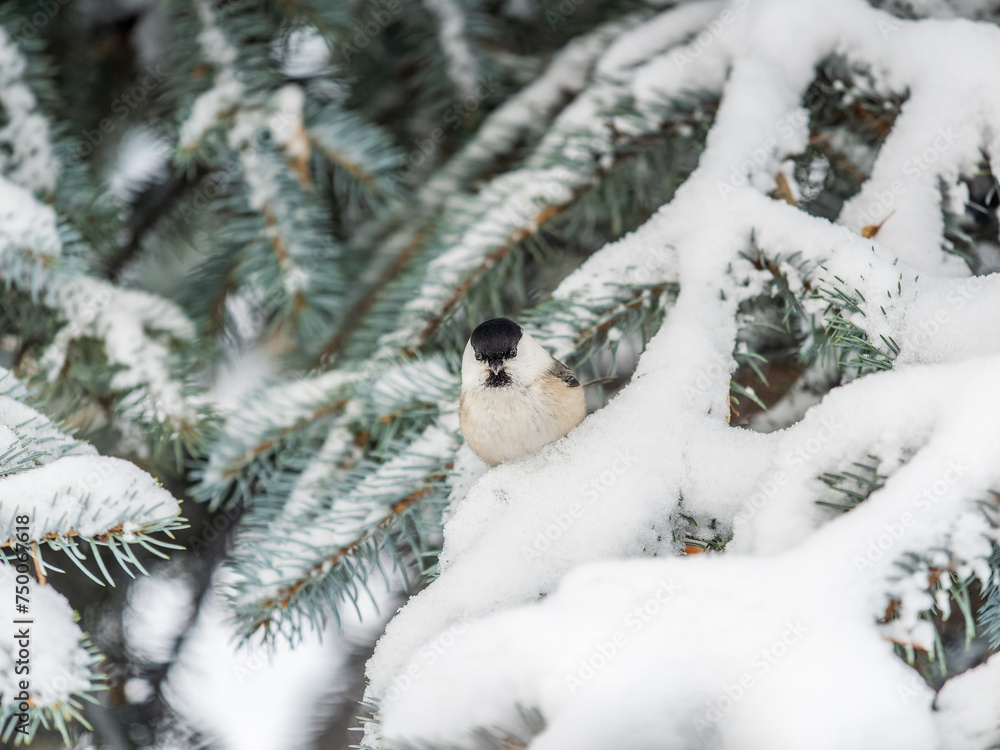 Cute bird the willow tit, song bird sitting on the fir branch with snow in winter