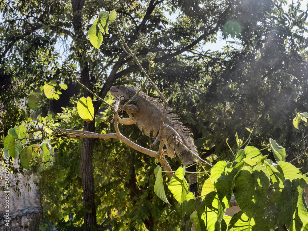 Green iguana, Iguana iguana, in the city park in