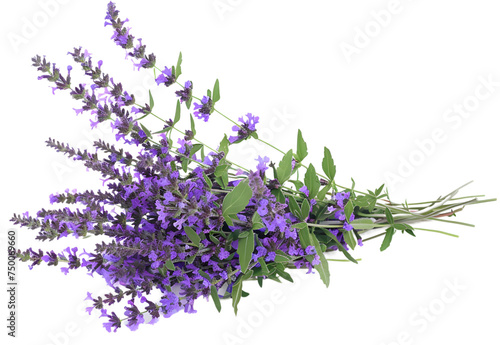 Russian Sage Flowers isolated on transparent background. PNG file 