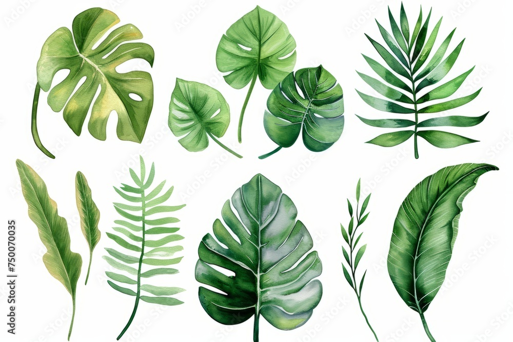 Different tropical large leaves on a white background, plants collection - obrazy, fototapety, plakaty 