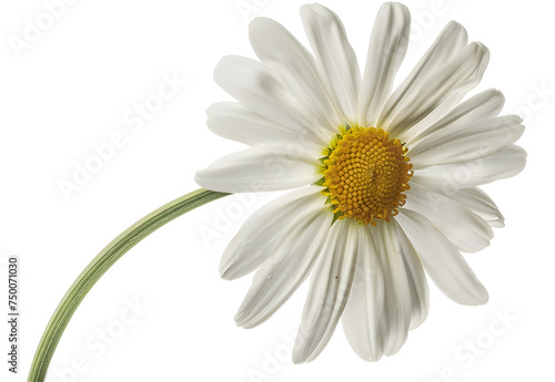 Daisy flower isolated with hand made clipping path 