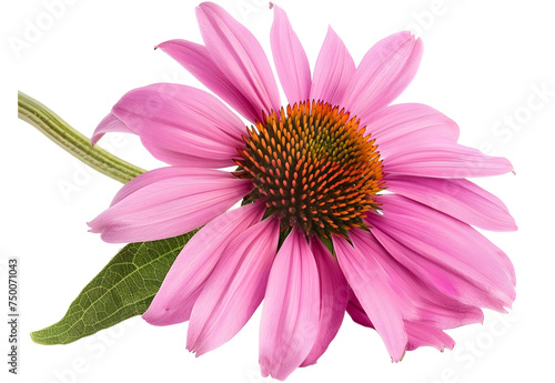 Echinacea flowers close up isolated on white backgrounds. Medicinal plant. 
