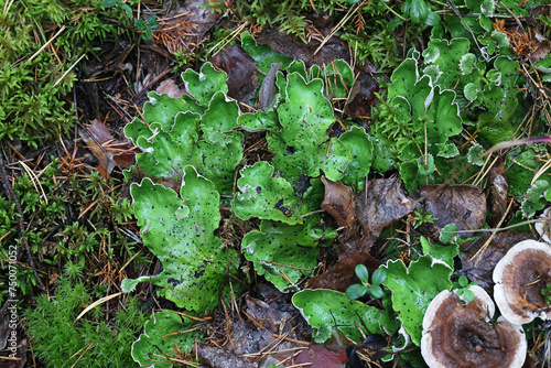 Dog lichen, Peltigera aphthosa, also known as leafy lichen, felt lichen or common freckle pelt  photo