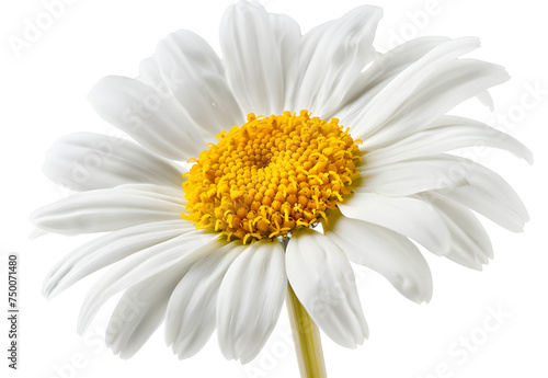 Daisy flower isolated on white background 