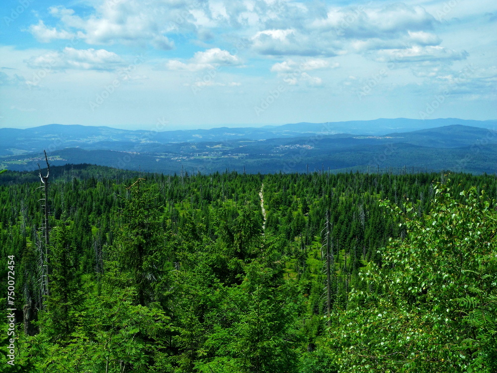 Fototapeta premium New growth thrives in a forest once marred by blight