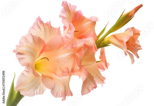 Gladiolus flower isolated on transparent background. PNG file