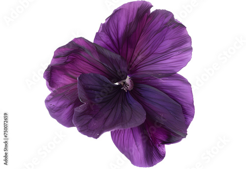 Violet flower isolated on transparent background. PNG file © korawik