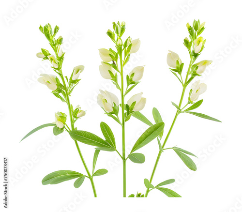Baptisia Flower isolated on transparent background. PNG file