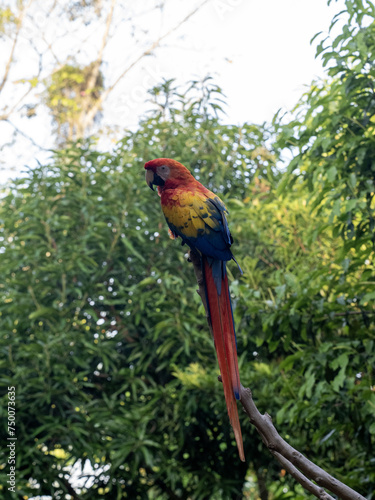 Scarlet Macaw, Ara macao, sits on a dry branch in nature. Magdalena. Colombia