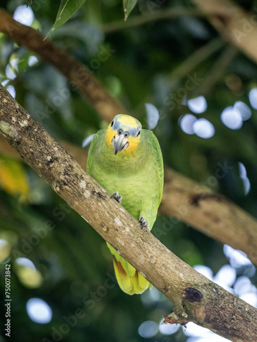 Orange-winged Amazon, Amazona amazonica, sits on a dry branch in nature. Magdalena. Colombia