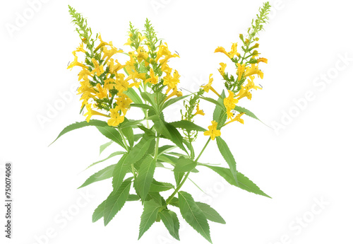 Goldenrod Flower isolated on transparent background. PNG file photo
