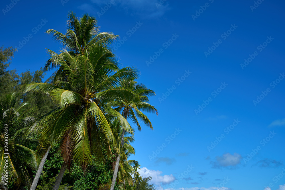 Tropical green coconut palm trees with sunny blue skies on the island of Bora Bora, French Polynesia Tropical green coconut palm trees with sunny blue skies on the island of Bora Bora, French Polynesia