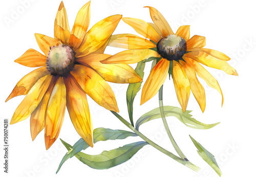  watercolor Rudbeckia isolated on transparent background. PNG file