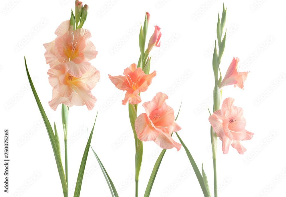 beautiful orange gladiolus flowers isolated on white background. PNG file