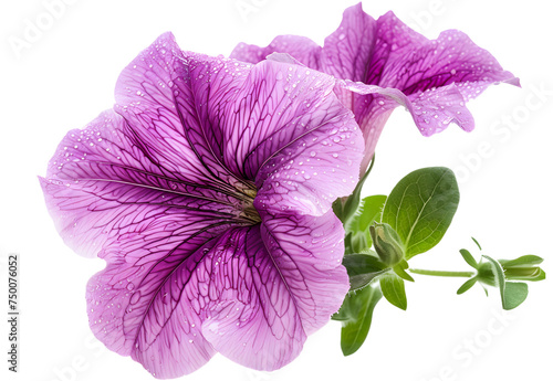 A bouquet of purple petunias isolated on white. PNG file photo