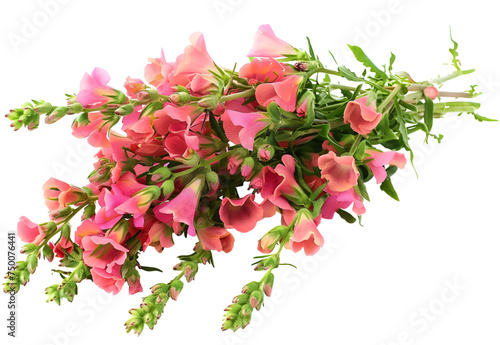 Single stem with pink flowers of snapdragon (Antirrhinum majus) isolated against a white background photo