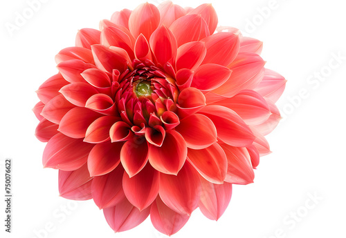 Pink dahlia Flower Isolated on White Background