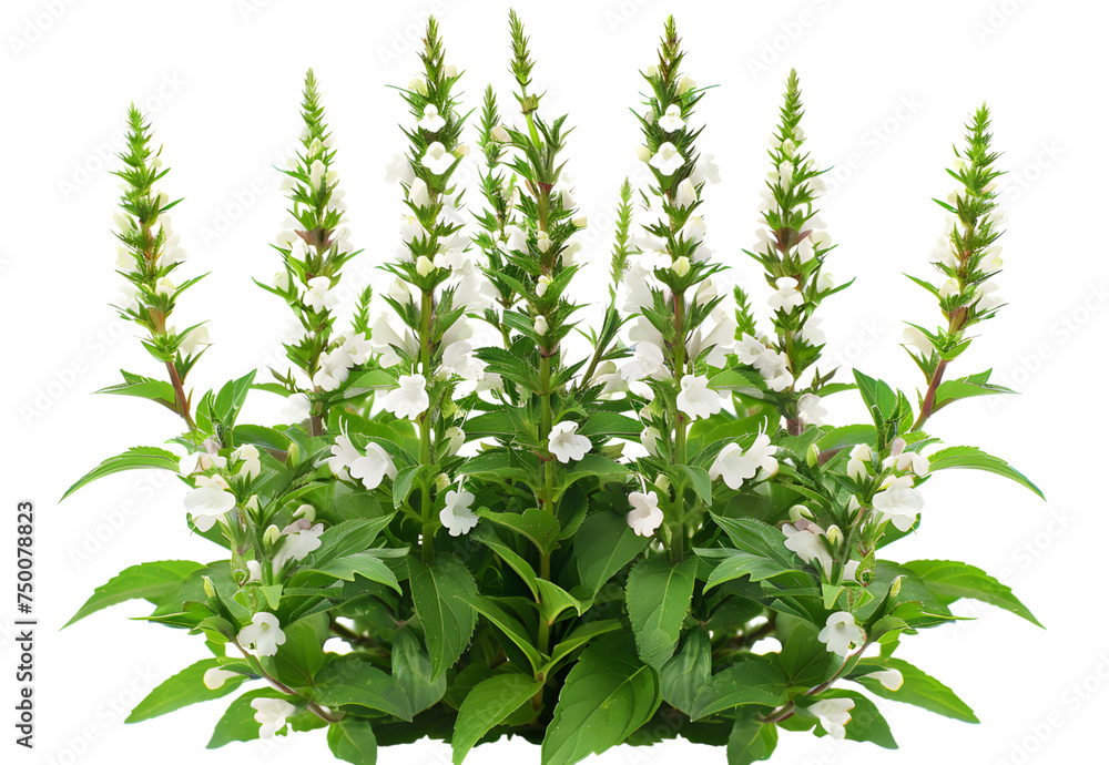 Naklejka premium Beautiful Spiked Speedwell flowers in the park. 